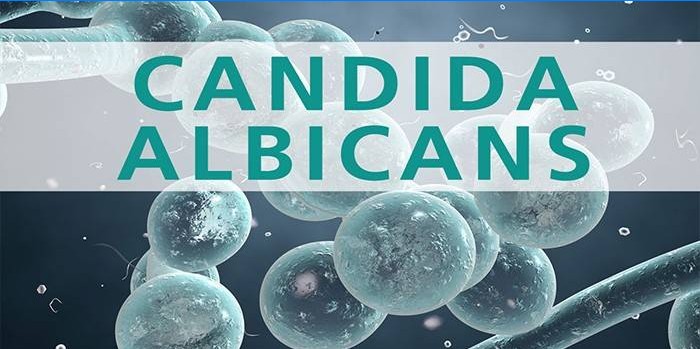 Svampebakterier Candida albicans