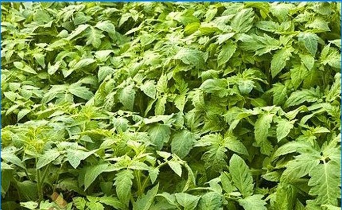 Sådan dyrker du vegetabilske frøplanter selv