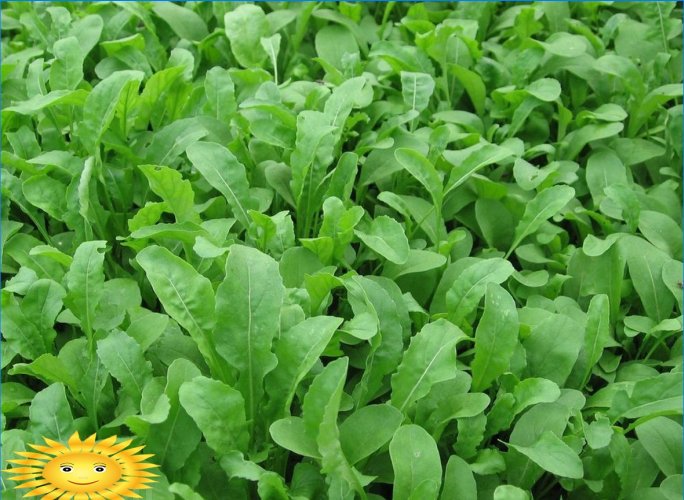Hvad kan du plante i din have midt om sommeren