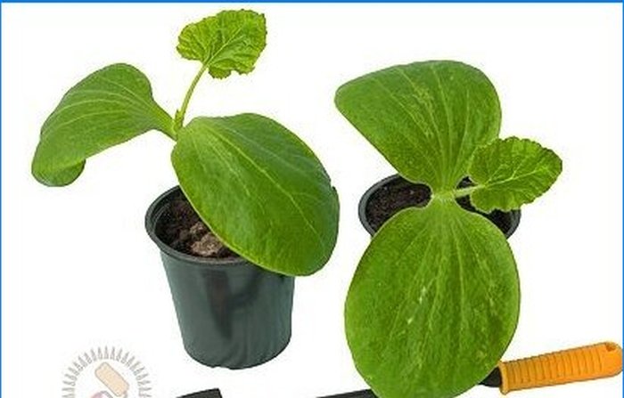 Sådan dyrker du vegetabilske frøplanter selv