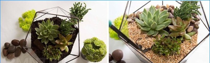Planter i huset. Fytodesign som en måde at genoplive interiøret