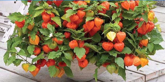 Dekorativ physalis i en gryde