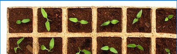 Sådan dyrker du vegetabilske frøplanter selv
