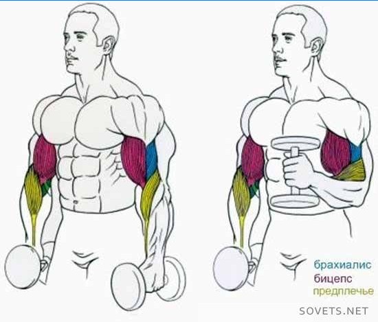 Dumbbell Hammer Lifting