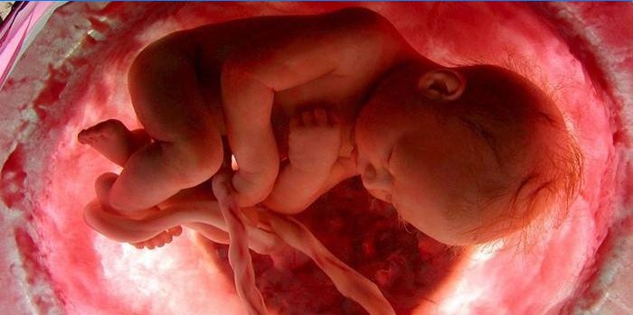 Baby 8 måneder gravid i livmoderen