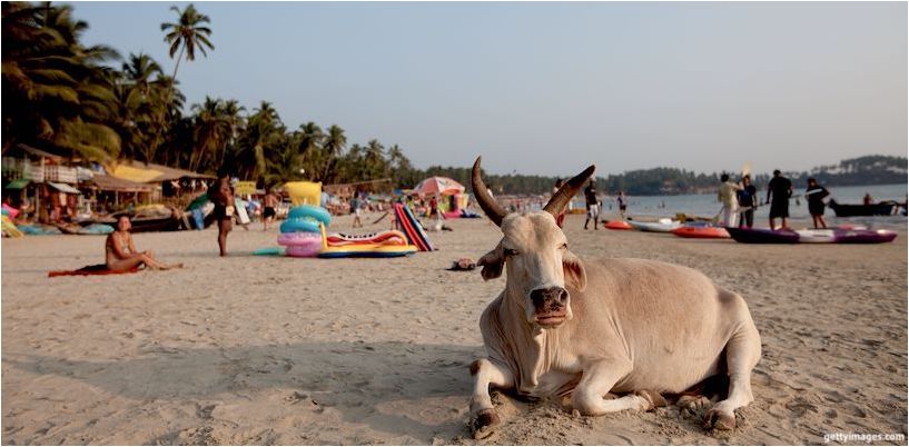 ko ligger på stranden i goa
