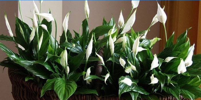 Blomst Kvindelig lykke med hvide blomster