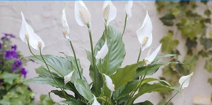 Spathiphyllum blomst