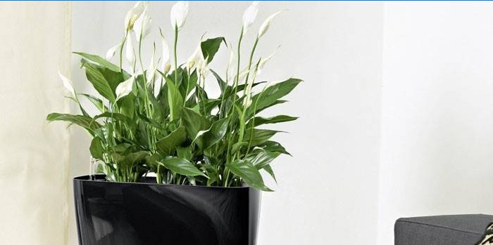 Spathiphyllum i en gryde