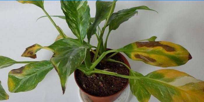 Spathiphyllum efterlader tørt og gult