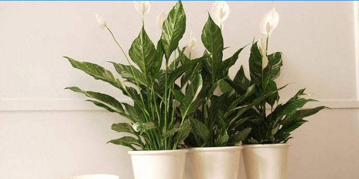 Plant kvindelig lykke i gryder
