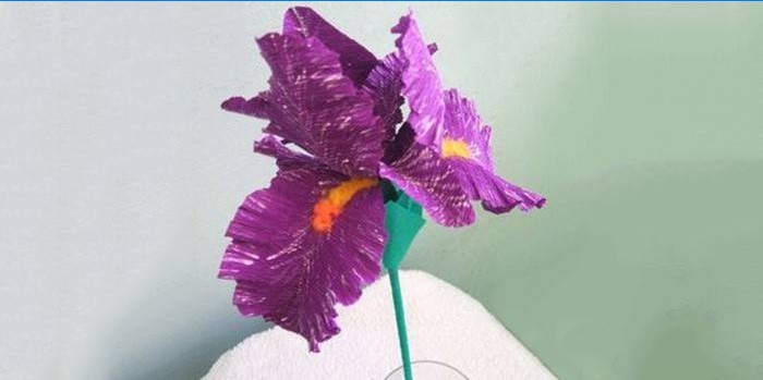 Dekorative iris