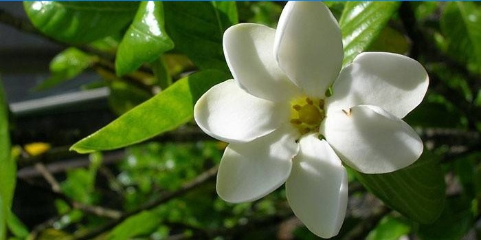 Blomstrende gardenia