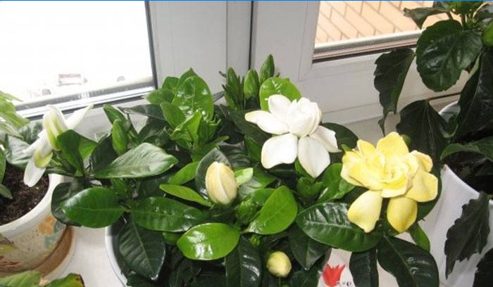 Gardenia i vindueskarmen