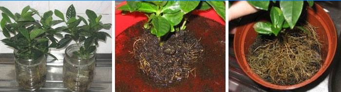 Gardenia-transplantation derhjemme