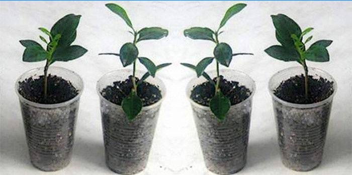 Gardenia-formering derhjemme