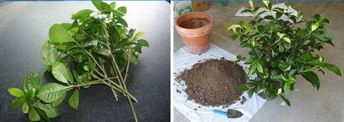 Forberedelse af blomsten til plantning