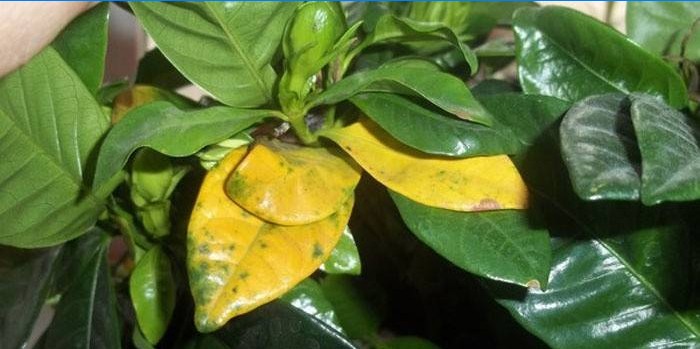 Årsagen til manglen på blomstrende gardenia