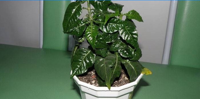 Gardenia i den tørre luft