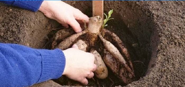 Plantning af Dahliaer