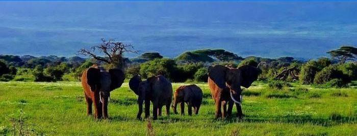 Amboseli National Forest i Kenya