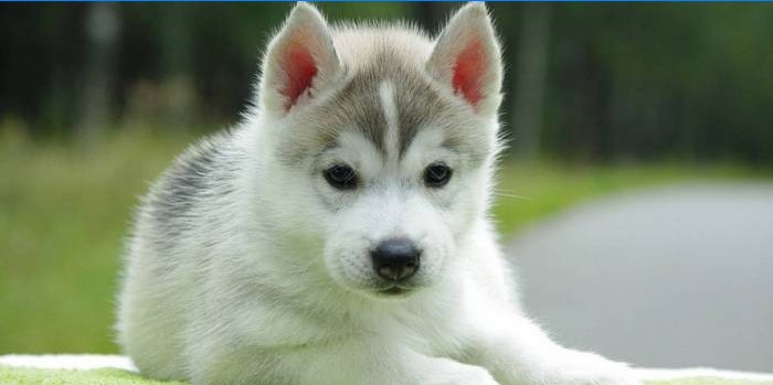 Husky hvalp