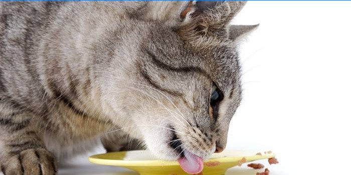 Kat slikker en plade