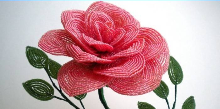 Pink rose perle