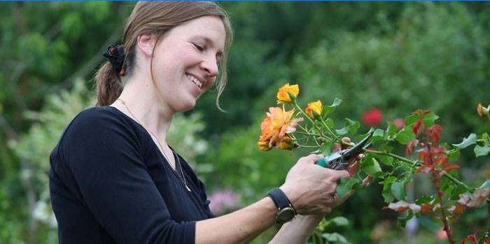 Pige skærer en roseblomst