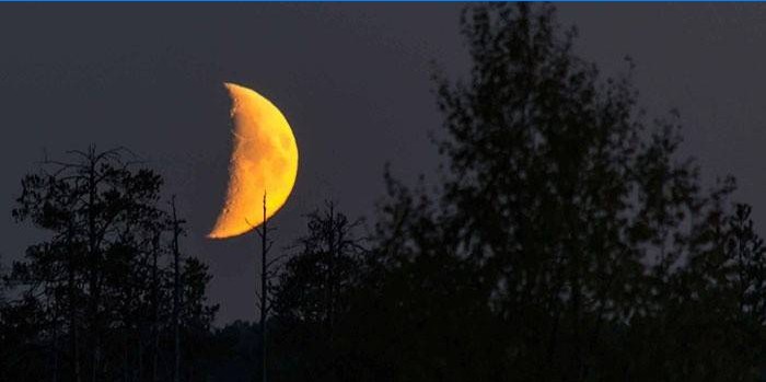 Skæring af hår ender på en voksende måne