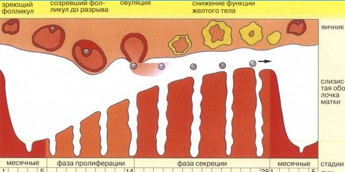 Menstruationscyklus