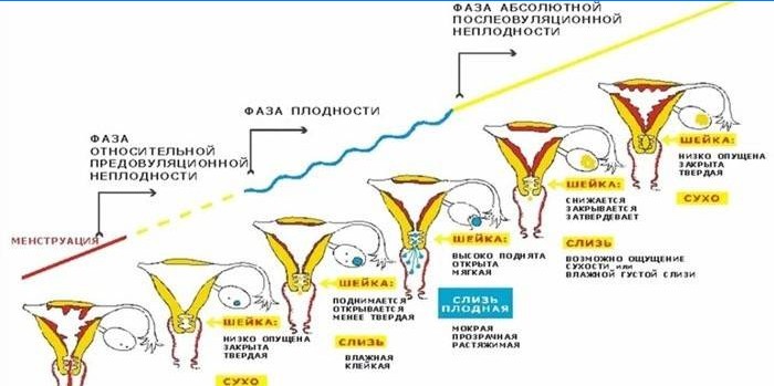 Menstruationsfase