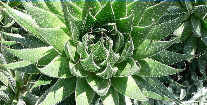 Aloe i en hårmaske