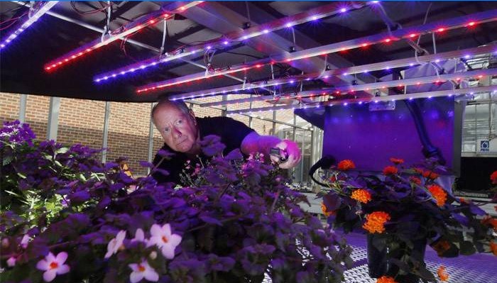 Mand, der plejer hjemmeblomster