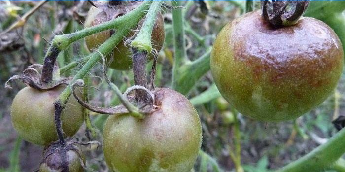 Phytophthora på tomater