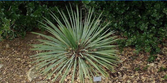 Yucca glauca i den åbne jord