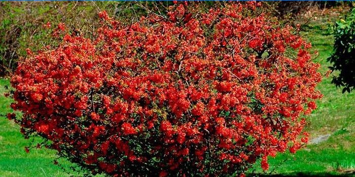 Blomstrende busk af japansk kvede