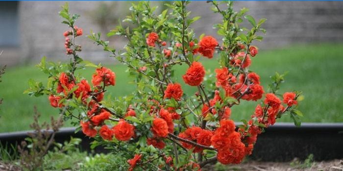 Ung blomstrende busk af japansk kvede