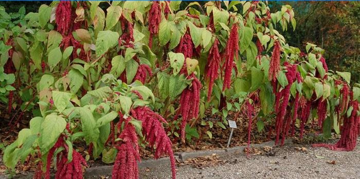 Blomstrende amaranth