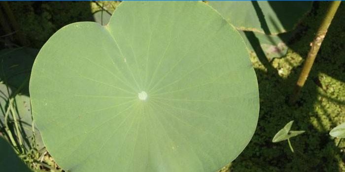 Lotus blad