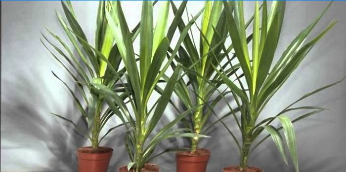 Yucca-plante i gryder