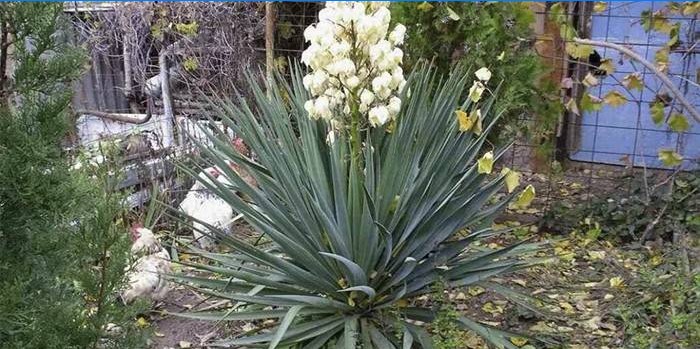 Blomstrende Yucca-filament i haven