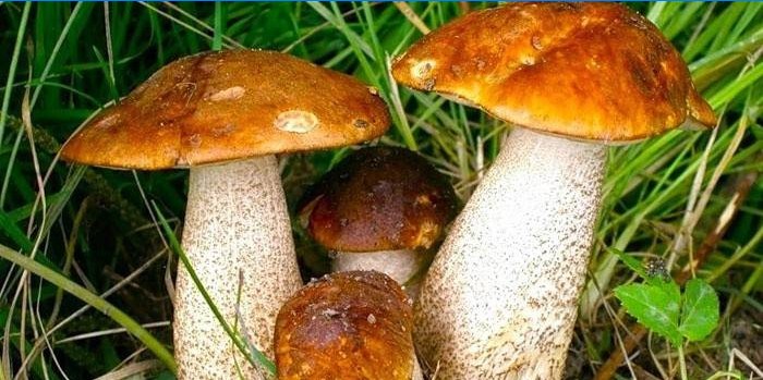 Boletus svampe i græsset