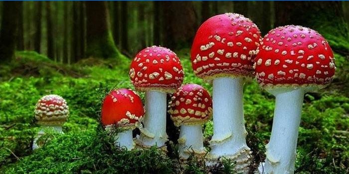 Amanita muscaria i skoven