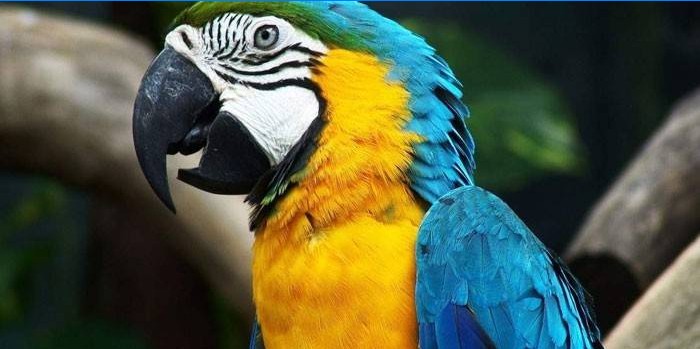 Matematisk fjende Inspirere Ara papegøje - beskrivelse med fotos, størrelser, farve, ernæring og  hvordan man plejer derhjemme