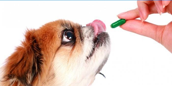 Hunden får en pille