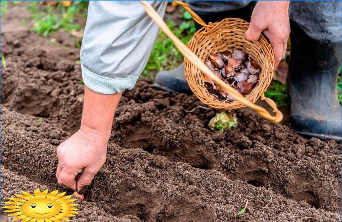 Hvilke blomster kan plantes før vinteren