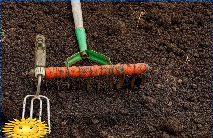 Hvilke blomster kan plantes før vinteren