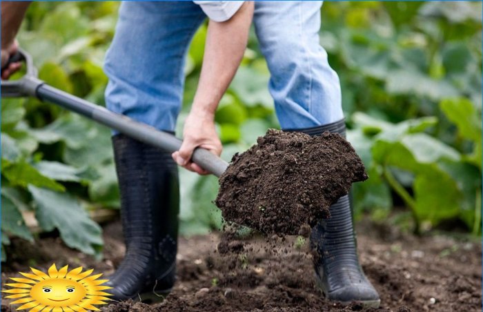 Hvilke blomster kan plantes før vinteren