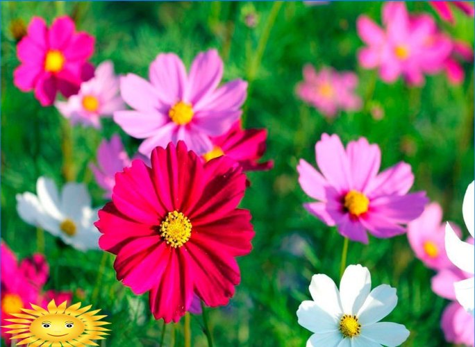 Hvilke blomster kan plantes før vinteren